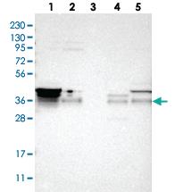 Anti-CNPY3 Rabbit Polyclonal Antibody