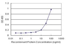 Anti-RAD51L3 Polyclonal Antibody Pair