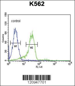 Anti-ENAM Rabbit Polyclonal Antibody