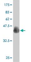 Anti-PAX7 Mouse Monoclonal Antibody [clone: 4F8]