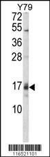 Anti-GADD45A Rabbit polyclonal antibody