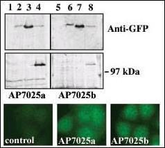 Anti-PRKD3 Rabbit Polyclonal Antibody