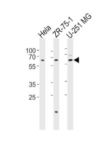 Anti-SPATS2 Rabbit Polyclonal Antibody