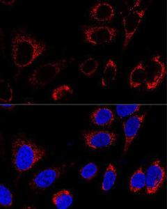 Confocal immunofluorescence analysis of U-2 OS cells using Anti-HSP60 Antibody (A12728) at a dilution of 1:100. DAPI was used to stain the cell nuclei (blue)