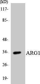 Antibody anti-ARG1 A101554-100 100 µg