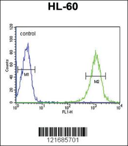 Anti-B4GALT1 Rabbit Polyclonal Antibody