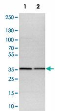 Anti-CNPY3 Rabbit Polyclonal Antibody