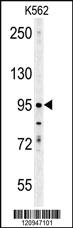 Anti-ENAM Rabbit Polyclonal Antibody