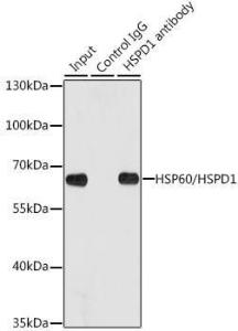 Immunoprecipitation analysis of 200 µg extracts of HeLa cells using 1 µg of Anti-HSP60 Antibody (A12728). This Western blot was performed on the immunoprecipitate using Anti-HSP60 Antibody (A12728) at a dilution of 1:1000