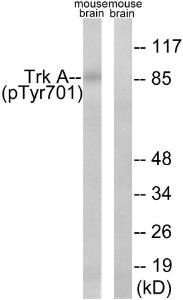 Western blot analysis of lysates from mouse brain using Anti-Trk A (phospho Tyr701) Antibody. The right hand lane represents a negative control, where the antibody is blocked by the immunising peptide