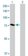 Anti-NDC80 Rabbit Polyclonal Antibody