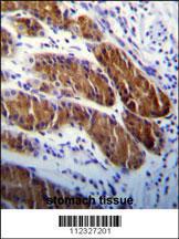 Anti-ATG5 Rabbit Polyclonal Antibody (Biotin)