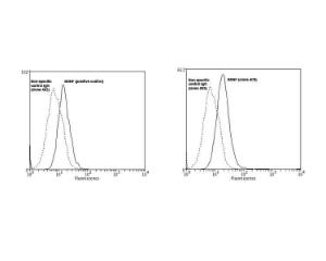 Flow cytometry analysis of rat glioma C6 cell line using BDNF Clone 4C8.