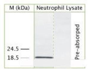 Anti-HIST4H4 Rabbit Polyclonal Antibody