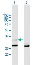 Anti-YWHAZ Mouse Polyclonal Antibody