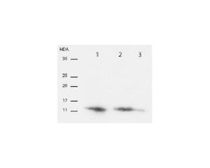 Western blot analysis of neuronal cell lysates (Lanes 2 and 3) and rhBDNF (Lane 1). M-1744-100 was used at 1 µg/mL. Photo courtesy of Indrek Koppel and Tõnis Timmusk (Tallinn Technical University, Institute of Gene Technology)