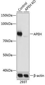 Anti-APH Rabbit Polyclonal Antibody