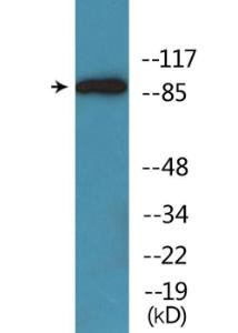 Western blot analysis of lysates from mouse brain using Anti-Trk A (phospho Tyr701) Antibody