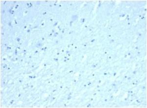 Negative Tissue Control: Immunohistochemical analysis of formalin-fixed, paraffin-embedded human brain using Anti-Inhibin alpha Antibody [rINHA/6919] at 2 µg/ml in PBS for 30  minutes at room temperature