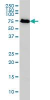 Anti-NDC80 Mouse Monoclonal Antibody [clone: 1A10]