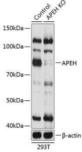 Western blot analysis of extracts from normal (control) and APEH knockout (KO) 293T cells, using Anti-APH Antibody (A307281) at 1:1,000 dilution. The secondary antibody was Goat Anti-Rabbit IgG H&L Antibody (HRP) at 1:10,000 dilution.