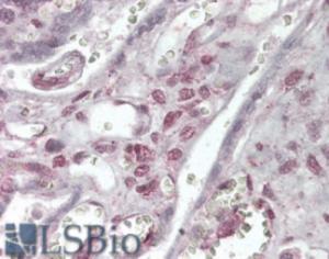 EB07440 (3.8 µg/ml) staining of paraffin embedded Human Placenta. Steamed antigen retrieval with citrate buffer pH 6, AP-staining.