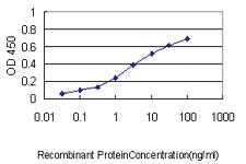 Anti-NDC80 Mouse Monoclonal Antibody [clone: 1A10]