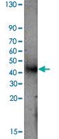 Anti-P2RY12 Rabbit Polyclonal Antibody