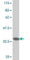 Anti-PAX7 Mouse Monoclonal Antibody [clone: 2B9]