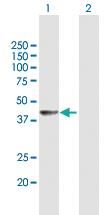 Anti-DNAJB4 Mouse Polyclonal Antibody