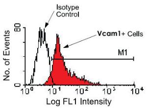 Anti-VCAM1 Rat Monoclonal Antibody (PE (Phycoerythrin)) [clone: M/K-2]