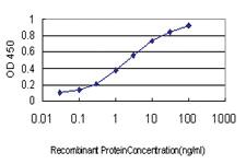 Anti-RNF141 Mouse Monoclonal Antibody [clone: 6D9]