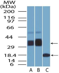 Anti-BST2 Mouse Monoclonal Antibody [clone: 4F6]