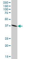 Anti-DNAJB4 Mouse Polyclonal Antibody