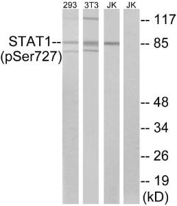 Western blot analysis of lysates from 293 cells, 3T3 cells treated with UV (15mins) and Jurkat cells treated with eto (25uM, 24hours) using Anti-STAT1 (phospho Ser727) Antibody. The right hand lane represents a negative control, where the antibody is blocked by the immunising peptide