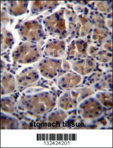 Anti-ATP1B3 Rabbit Polyclonal Antibody