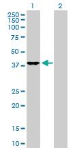 Anti-DNAJB4 Rabbit Polyclonal Antibody