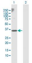 Anti-RALGPS2 Rabbit Polyclonal Antibody