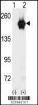 Anti-GAK Rabbit polyclonal antibody