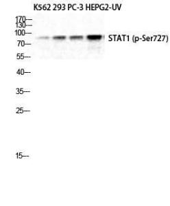 Western blot analysis of K562 293 PC 3 HepG2 UV cells using Anti-STAT1 (phospho Ser727) Antibody