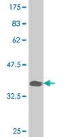 Anti-PAX7 Mouse Monoclonal Antibody [clone: 3F10]