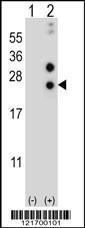 Anti-CSN1S1 Rabbit Polyclonal Antibody (AP (Alkaline Phosphatase))