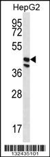 Anti-POFUT1 Rabbit Polyclonal Antibody