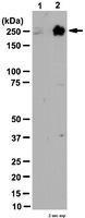 Anti-Myosin IIA, Non-muscle Rabbit Polyclonal Antibody