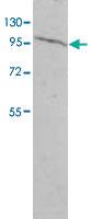 Anti-AGO2 Rabbit Polyclonal Antibody