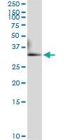 Anti-RALGPS2 Rabbit Polyclonal Antibody