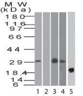 Anti-BST2 Rabbit Polyclonal Antibody