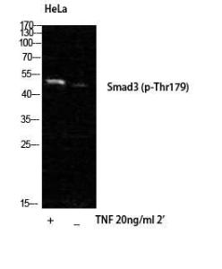 Western blot analysis of HELA cells using Anti-Smad3 (phospho Thr179) Antibody