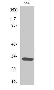 Western blot analysis of various cells using Anti-SLC39A9 Antibody