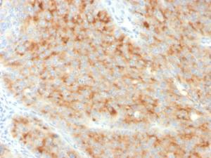 Anti-Synaptophysin antibody